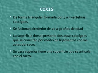 COXIS
 De forma triangular formada por 4 a 5 vertebras
coccígeas
 Se fusionan alrededor de 20 a 30 años de edad
 La superficie dorsal presenta dos astas coccígeas
que se conectan por medio de ligamentos con las
astas del sacro
 Su cara superior tiene una superficie que se articula
con el sacro.
 