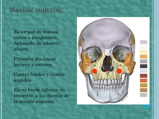 Maxilar superior:
 Es un par de huesos
cortos e irregulares.
Aplanado de adentro
afuera.
 Presenta dos caras
interna y externa.
 Cuatro bordes y cuatro
ángulos.
 En su borde inferior da
inserción a los dientes de
la arcada superior.
 