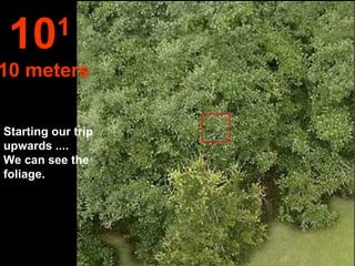 Starting our trip upwards ....  We can see the foliage. 10 1   10 meters 