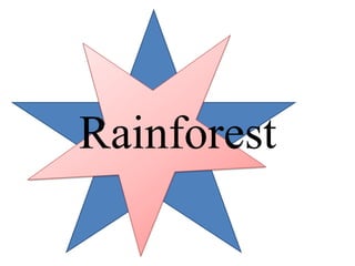 Rainforest
 