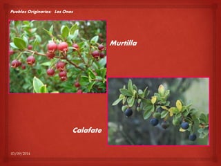 Pueblos Originarios: Los Onas 
03/09/2014 
Murtilla 
Calafate 
 