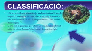 CLASSIFICACIÓ: 
• L’Ós bru es divideix en subespècies. La seva longevitat és de 27 anys de 
mitjana. Té una longitud de 1,70m. El seu es de 350 kg de mitjana. El 
color és molt variable. Les coll. El pelatge es renova. La visió no la té 
desenvolupada. 
• La seva oïda és aguda igual que l'olfacte. Les seves mandíbules tenen 4 
ullals, per triturar aliments d'origen vegetal i de carn, té un règim 
omnívor. 
 