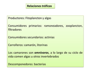 Relaciones tróficas
Productores: Fitoplancton y algas
Consumidores primarios: ramoneadores, zooplancton,
flltradores
Consumidores secundarios: actinias
Carroñeros: camarón, litorinas
Los camarones son omnívoros, a lo largo de su ciclo de
vida comen algas u otros invertebrados
Descomponedores: bacterias
 