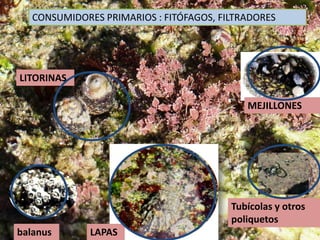 CONSUMIDORES PRIMARIOS : FITÓFAGOS, FILTRADORES
MEJILLONES
LITORINAS
LAPASbalanus
Tubícolas y otros
poliquetos
 