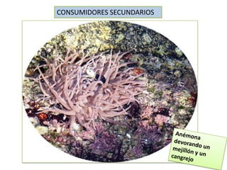 CONSUMIDORES SECUNDARIOS
 