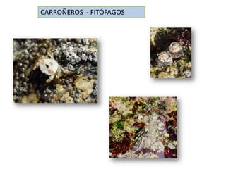 CARROÑEROS - FITÓFAGOS
 
