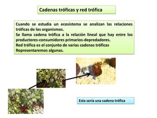 Cadenas tróficas y red trófica
Cuando se estudia un ecosistema se analizan las relaciones
tróficas de los organismos.
Se llama cadena trófica a la relación lineal que hay entre los
productores-consumidores primarios-depredadores.
Red trófica es el conjunto de varias cadenas tróficas
Representaremos algunas.
Esta sería una cadena trófica
 