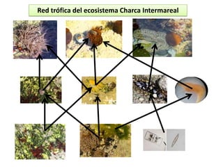 Red trófica del ecosistema Charca Intermareal
 