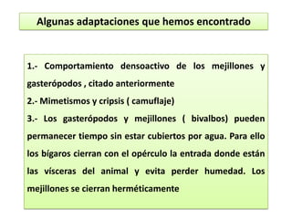 Algunas adaptaciones que hemos encontrado
1.- Comportamiento densoactivo de los mejillones y
gasterópodos , citado anteriormente
2.- Mimetismos y cripsis ( camuflaje)
3.- Los gasterópodos y mejillones ( bivalbos) pueden
permanecer tiempo sin estar cubiertos por agua. Para ello
los bígaros cierran con el opérculo la entrada donde están
las vísceras del animal y evita perder humedad. Los
mejillones se cierran herméticamente
 