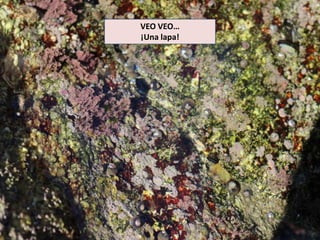 VEO VEO…
¡Una lapa!
 