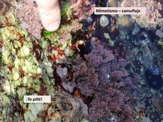 ¡Te pillé!
Mimetismo – camuflaje
 