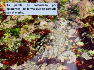 La patela es colonizada por
epibiontes de forma que se camufla
con el medio.
 