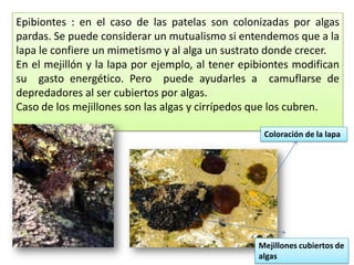 Epibiontes : en el caso de las patelas son colonizadas por algas
pardas. Se puede considerar un mutualismo si entendemos que a la
lapa le confiere un mimetismo y al alga un sustrato donde crecer.
En el mejillón y la lapa por ejemplo, al tener epibiontes modifican
su gasto energético. Pero puede ayudarles a camuflarse de
depredadores al ser cubiertos por algas.
Caso de los mejillones son las algas y cirrípedos que los cubren.
Coloración de la lapa
Mejillones cubiertos de
algas
 