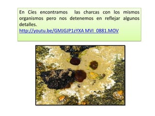 En Cíes encontramos las charcas con los mismos
organismos pero nos detenemos en reflejar algunos
detalles.
http://youtu.be/GMJGJP1zYXA MVI_0881.MOV
 