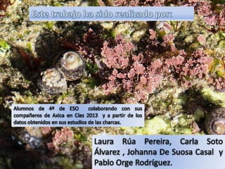 Power p. charcas intermareales