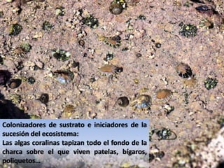 Colonizadores de sustrato e iniciadores de la
sucesión del ecosistema:
Las algas coralinas tapizan todo el fondo de la
charca sobre el que viven patelas, bígaros,
poliquetos…
 