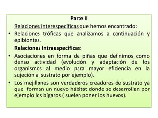 Parte II
Relaciones interespecíficas que hemos encontrado:
• Relaciones tróficas que analizamos a continuación y
epibiontes.
Relaciones Intraespecíficas:
• Asociaciones en forma de piñas que definimos como
denso actividad (evolución y adaptación de los
organismos al medio para mayor eficiencia en la
sujeción al sustrato por ejemplo).
• Los mejillones son verdaderos creadores de sustrato ya
que forman un nuevo hábitat donde se desarrollan por
ejemplo los bígaros ( suelen poner los huevos).
 
