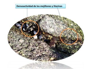Densoactividad de los mejillones y litorinas
 