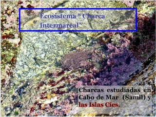 Charcas estudiadas en
Cabo de Mar (Samil) y
 