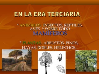 EN LA ERA TERCIARIA
* ANIMALES: INSECTOS, REPTILES,
      AVES Y SOBRE TODO
       MAMÍFEROS
 * PLANTAS: ARBUSTOS, PINOS,
  HAYAS, ROBLES, HELECHOS,
           FLORES
 