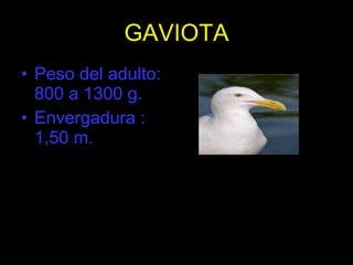 GAVIOTA Peso del adulto: 800 a 1300 g. Envergadura : 1,50 m. 