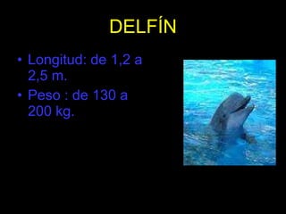 DELFÍN Longitud: de 1,2 a 2,5 m. Peso : de 130 a 200 kg. 