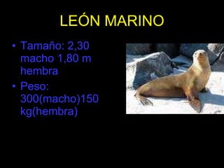 LEÓN MARINO Tamaño: 2,30 macho 1,80 m hembra Peso: 300(macho)150 kg(hembra) 
