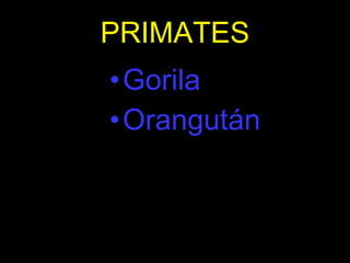 PRIMATES Gorila Orangután 