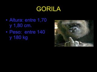 GORILA Altura: entre 1,70 y 1,80 cm. Peso:  entre 140 y 180 kg 