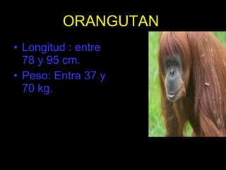 ORANGUTAN   Longitud : entre 78 y 95 cm. Peso: Entra 37 y 70 kg. 
