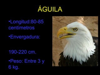 ÁGUILA Longitud:80-85 centímetros Envergadura:  190-220 cm.  Peso: Entre 3 y 6 kg.  