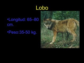 Lobo Longitud: 65–80 cm. Peso:35-50 kg. 