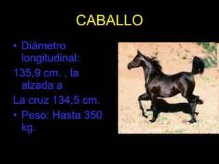 CABALLO Diámetro longitudinal: 135,9 cm. , la alzada a  La cruz 134,5 cm. Peso: Hasta 350 kg. 