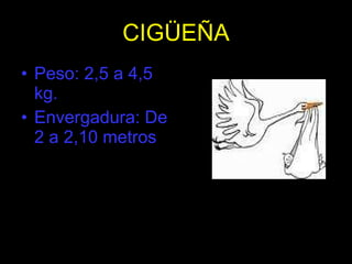 CIGÜEÑA Peso: 2,5 a 4,5 kg. Envergadura: De 2 a 2,10 metros 