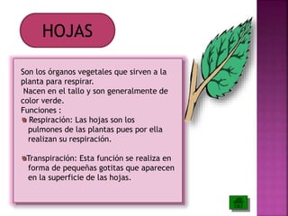 HOJAS 
Son los órganos vegetales que sirven a la 
planta para respirar. 
Nacen en el tallo y son generalmente de 
color verde. 
Funciones : 
Respiración: Las hojas son los 
pulmones de las plantas pues por ella 
realizan su respiración. 
Transpiración: Esta función se realiza en 
forma de pequeñas gotitas que aparecen 
en la superficie de las hojas. 
 