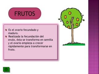 FRUTOS 
Es el ovario fecundado y 
maduro. 
Realizada la fecundación del 
ovulo, ésta se transforma en semilla 
y el ovario empieza a crecer 
rápidamente para transformarse en 
fruto. 
 