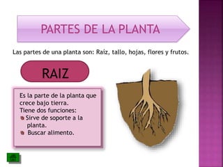 PARTES DE LA PLANTA 
Las partes de una planta son: Raíz, tallo, hojas, flores y frutos. 
RAIZ 
Es la parte de la planta que 
crece bajo tierra. 
Tiene dos funciones: 
Sirve de soporte a la 
planta. 
Buscar alimento. 
 