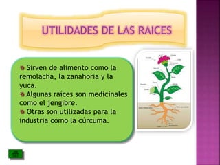 UTILIDADES DE LAS RAICES 
Sirven de alimento como la 
remolacha, la zanahoria y la 
yuca. 
Algunas raíces son medicinales 
como el jengibre. 
Otras son utilizadas para la 
industria como la cúrcuma. 
 