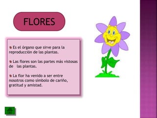 FLORES 
Es el órgano que sirve para la 
reproducción de las plantas. 
Las flores son las partes más vistosas 
de las plantas. 
La flor ha venido a ser entre 
nosotros como símbolo de cariño, 
gratitud y amistad. 
 
