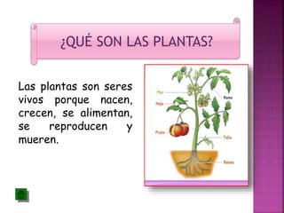 ¿QUÉ SON LAS PLANTAS? 
Las plantas son seres 
vivos porque nacen, 
crecen, se alimentan, 
se reproducen y 
mueren. 
 