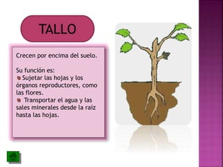 TALLO 
Crecen por encima del suelo. 
Su función es: 
Sujetar las hojas y los 
órganos reproductores, como 
las flores. 
Transportar el agua y las 
sales minerales desde la raíz 
hasta las hojas. 
 