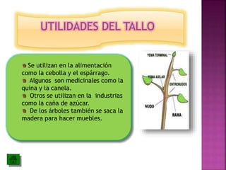 UTILIDADES DEL TALLO 
Se utilizan en la alimentación 
como la cebolla y el espárrago. 
Algunos son medicinales como la 
quina y la canela. 
Otros se utilizan en la industrias 
como la caña de azúcar. 
De los árboles también se saca la 
madera para hacer muebles. 
 
