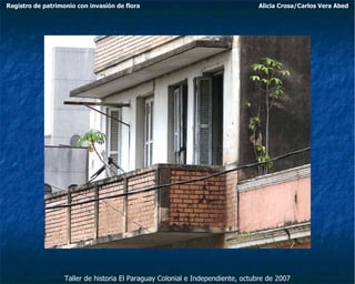 Taller de historia El Paraguay Colonial e Independiente, octubre de 2007 Registro de patrimonio con invasión de flora Alicia Crosa/Carlos Vera Abed 