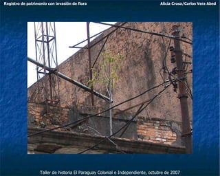 Taller de historia El Paraguay Colonial e Independiente, octubre de 2007 Registro de patrimonio con invasión de flora Alicia Crosa/Carlos Vera Abed 