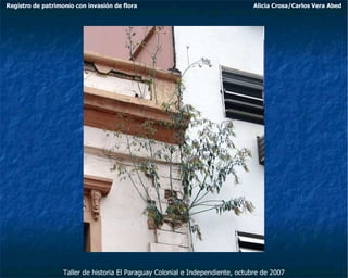 Taller de historia El Paraguay Colonial e Independiente, octubre de 2007 Registro de patrimonio con invasión de flora Alicia Crosa/Carlos Vera Abed 