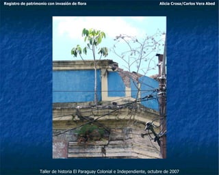 Taller de historia El Paraguay Colonial e Independiente, octubre de 2007 Registro de patrimonio con invasión de flora Alicia Crosa/Carlos Vera Abed 
