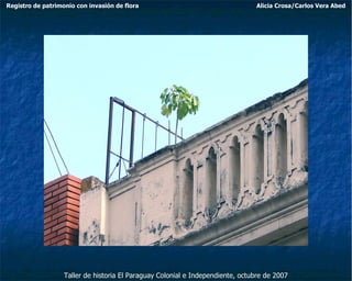 Taller de historia El Paraguay Colonial e Independiente, octubre de 2007 Registro de patrimonio con invasión de flora Alicia Crosa/Carlos Vera Abed 