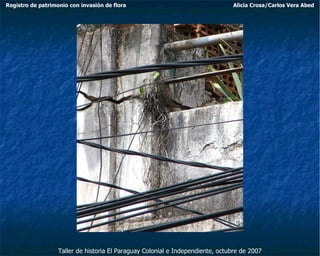 Taller de historia El Paraguay Colonial e Independiente, octubre de 2007 Registro de patrimonio con invasión de flora Alicia Crosa/Carlos Vera Abed 