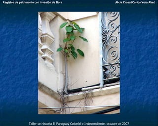 Taller de historia El Paraguay Colonial e Independiente, octubre de 2007 Registro de patrimonio con invasión de flora Alicia Crosa/Carlos Vera Abed 