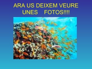 ARA US DEIXEM VEURE
UNES FOTOS!!!!
 